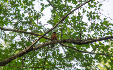 WCCD-game-and-fowl-2024